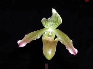 Image of Paphiopedilum javanicum 1